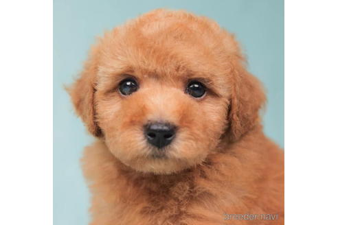 成約済の東京都のトイプードル-202101の2枚目